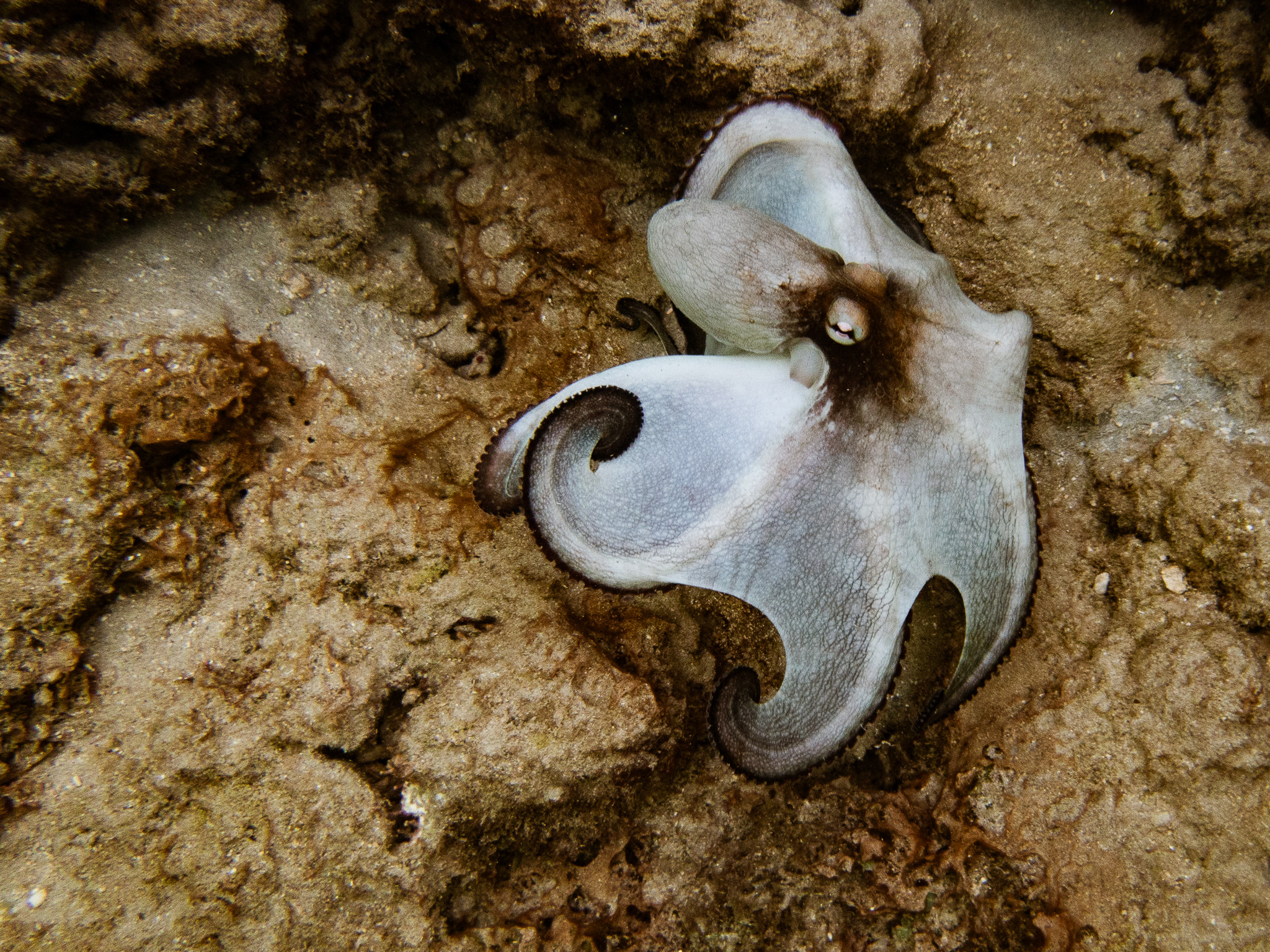 Three Tips for Better Underwater Photos (None of Them Is a New Camera)