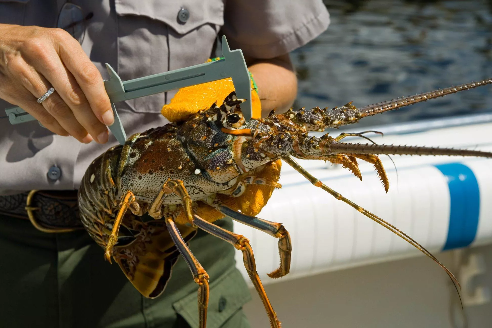 About Lobster hunting