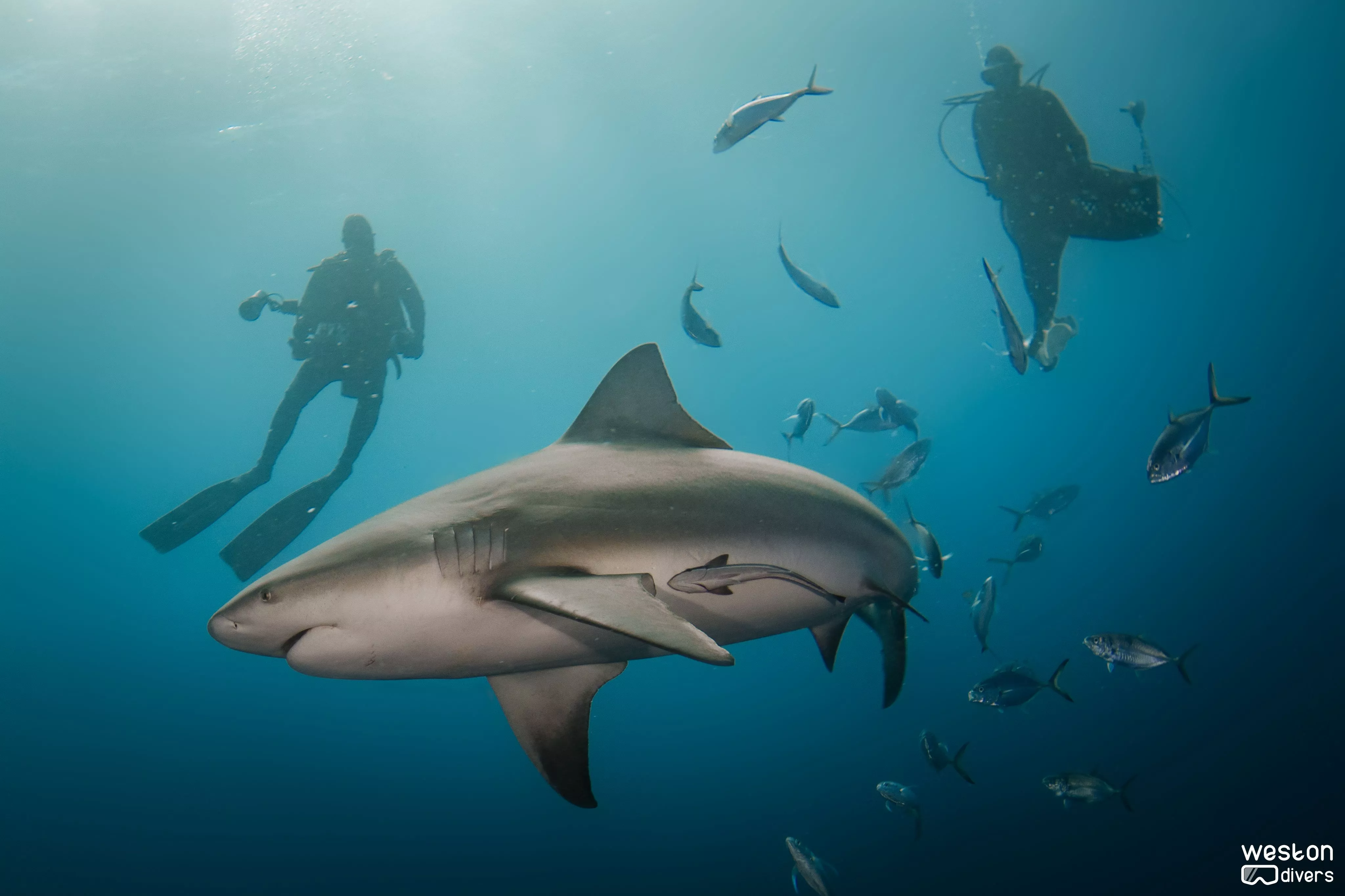 About Shark diving