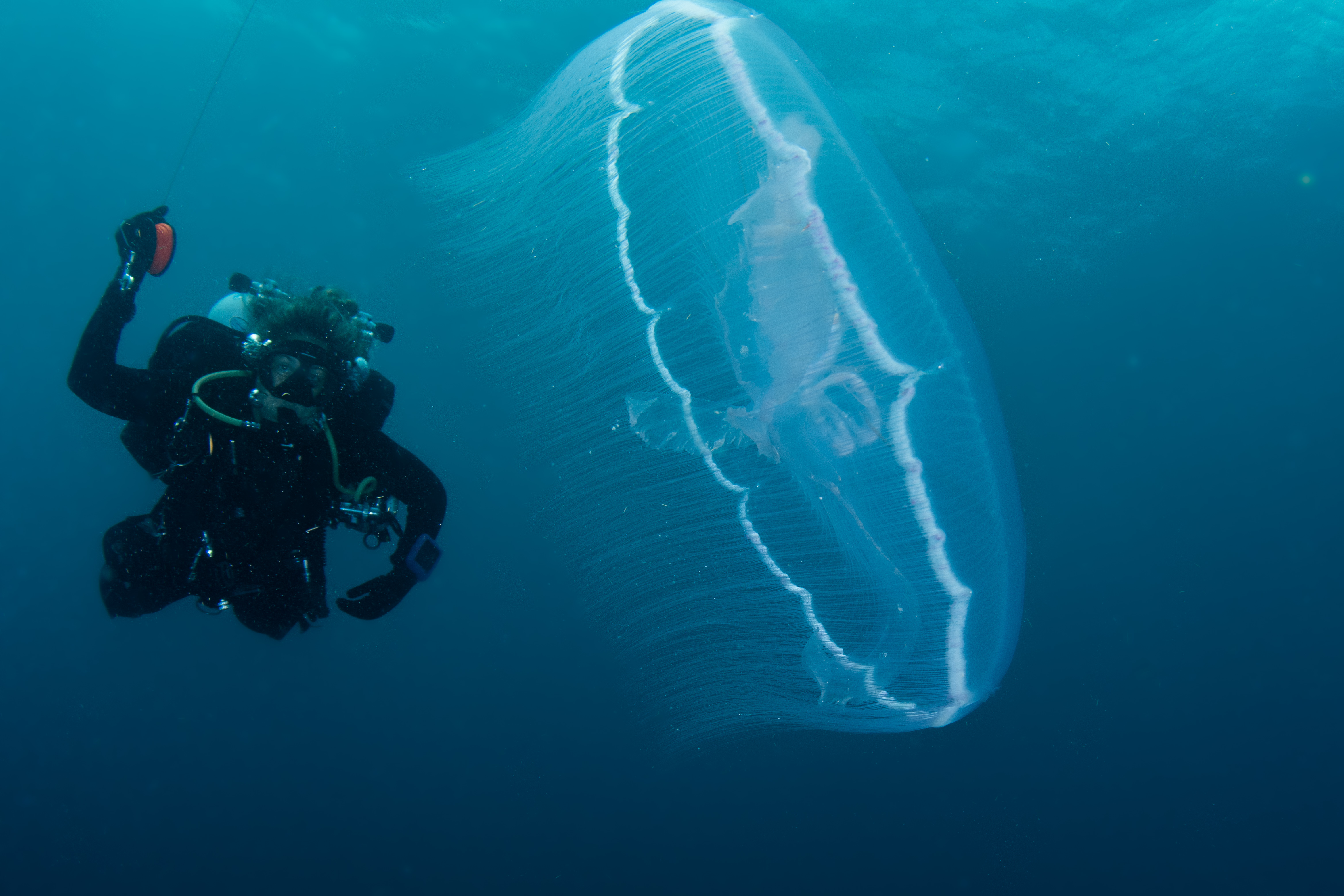 Hydro Atlantic - Moon jellyfish are common in this site in winter time