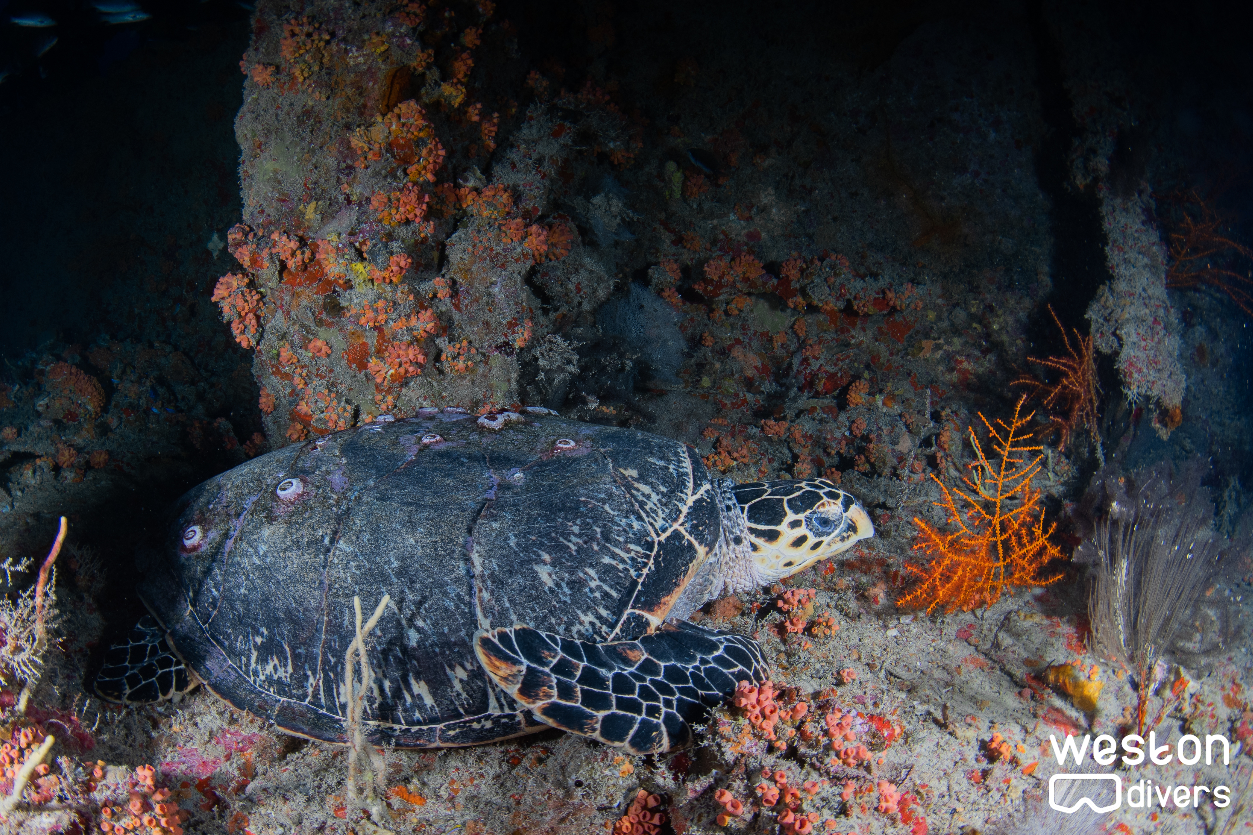 Hydro Atlantic - A turtle rests in the main deck of the wreck
