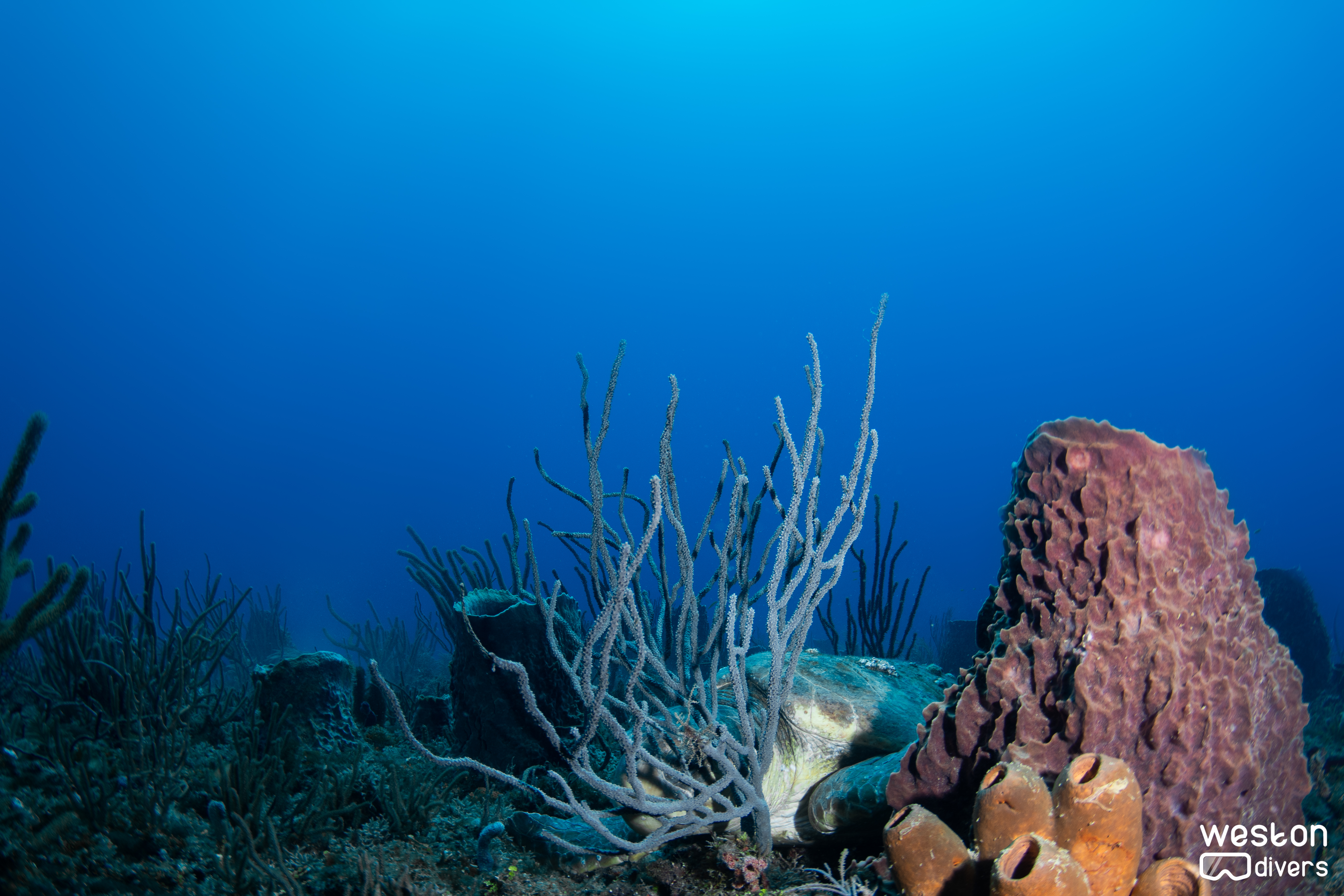 Abbey Too - A turtle hides behind a barrel sponge
