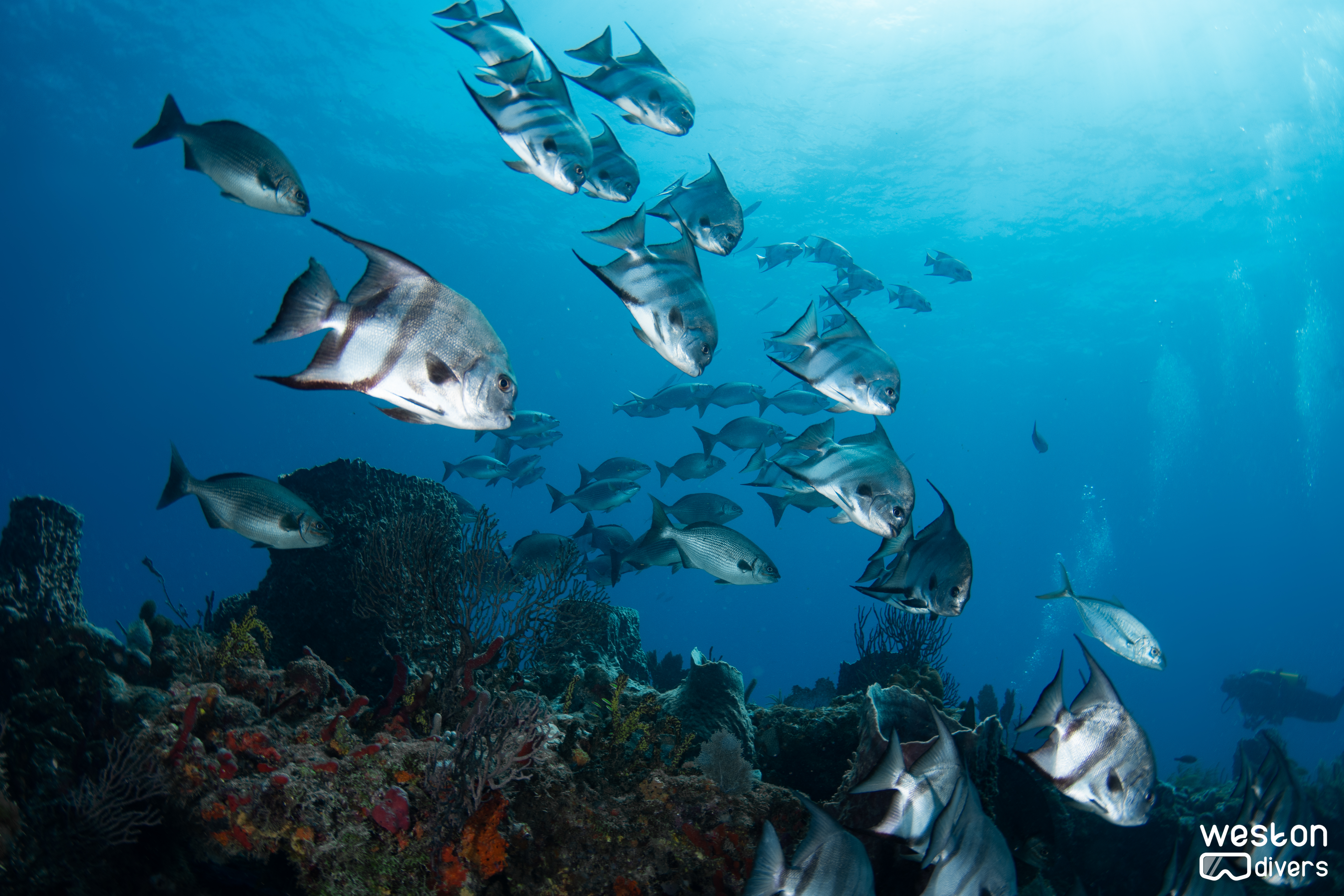 Abbey Too - A school of Atlantic spade fish
