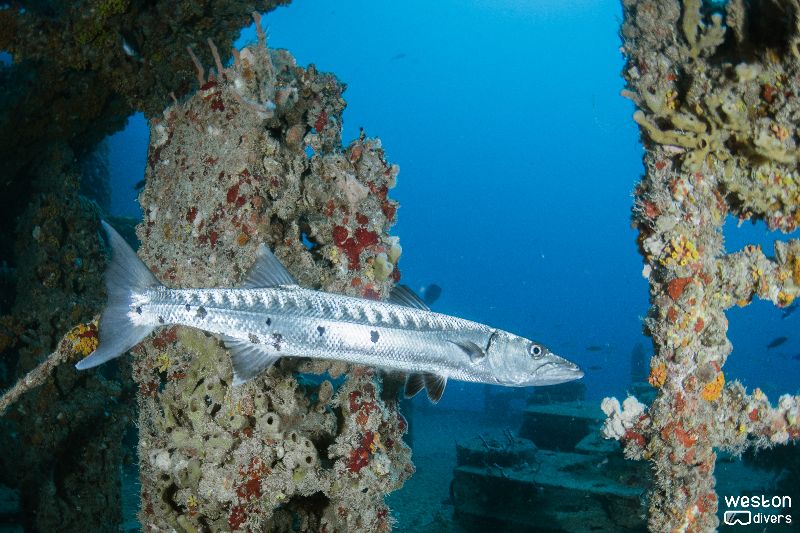 Lady Luck - A barracuda swims among the pipes