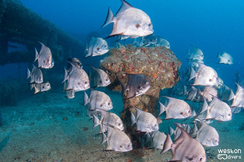 Lady Luck - A school of spadefish