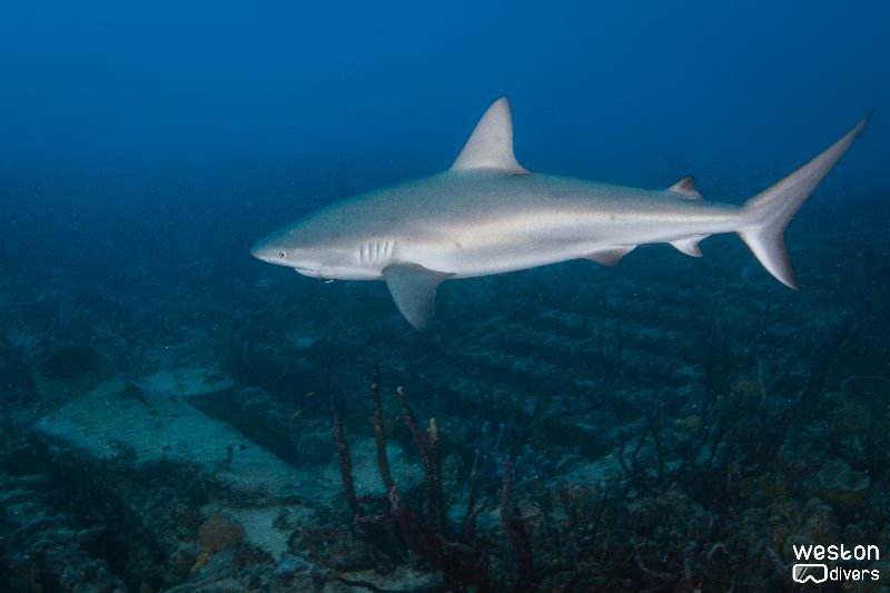 Spiegel Grove - A reef shark hovers around