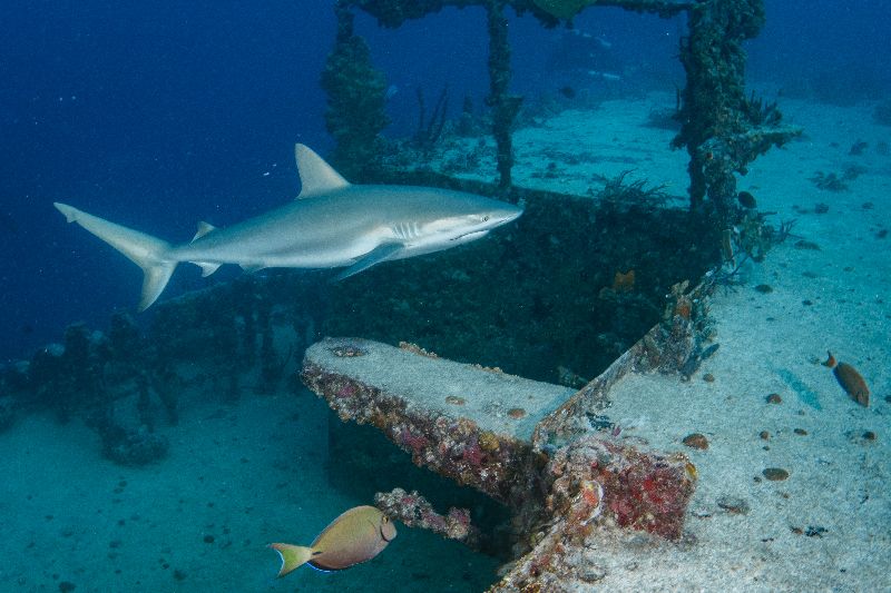 Spiegel Grove - Caribbean reef sharks reside on this site