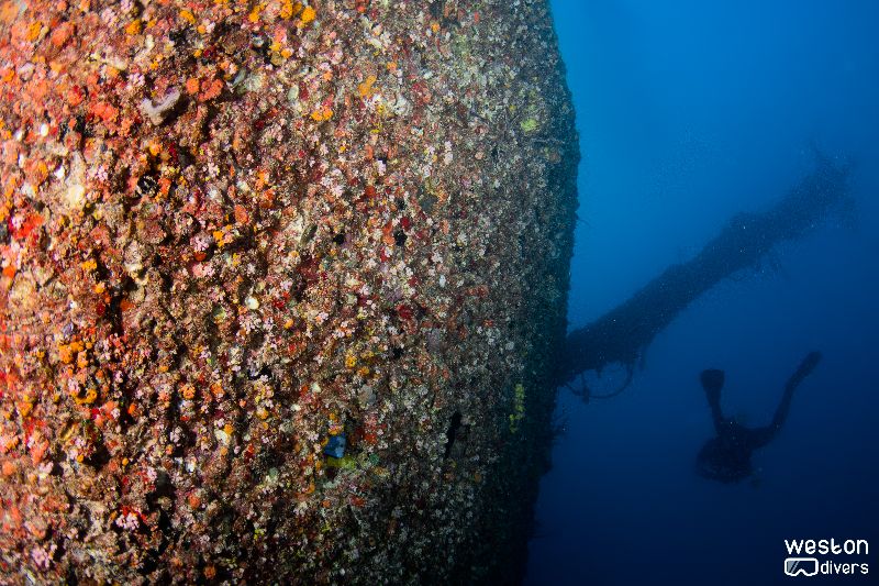 Princess Britney - A diver explores the dive site