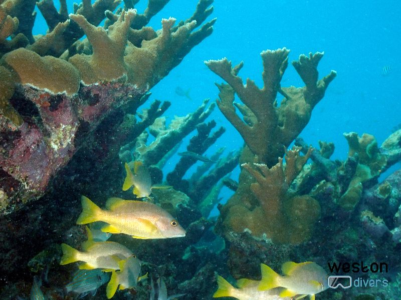 Molasses - Elkhorn coral are a rare species that can be found here