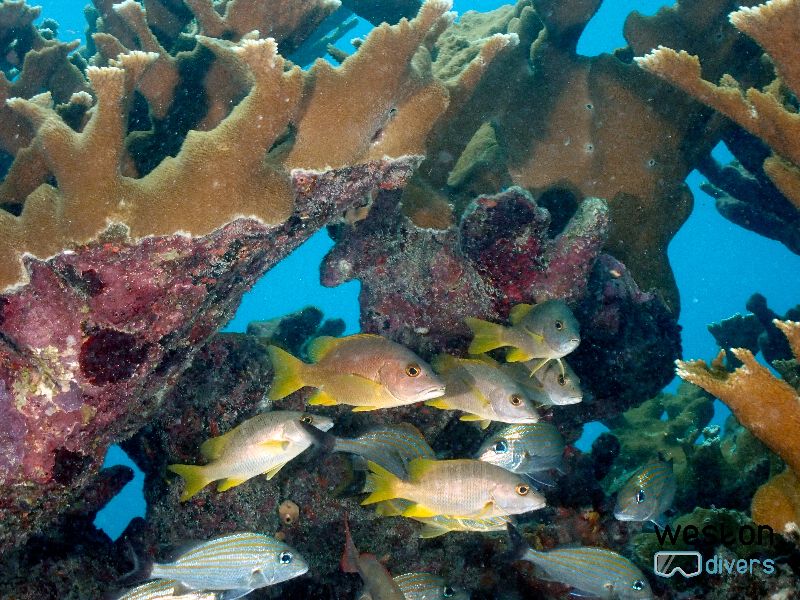 Molasses - Grunts hide behind some corals