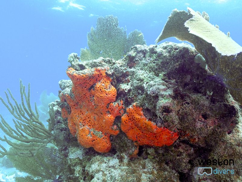 Molasses - The shallow part of Molasses makes it an ideal dive for beginners