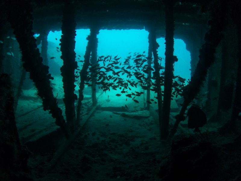 Hog Heaven - The interior of the barge is home for a lot of marine life