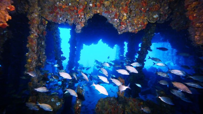 Hog Heaven - A school of grunts chilling out in the interior of the barge