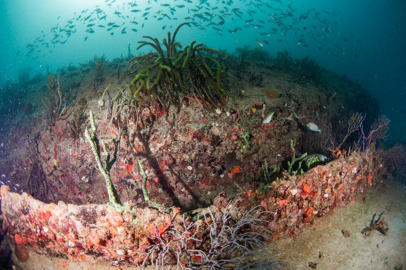 Hog Heaven - A view of the outside of the barge