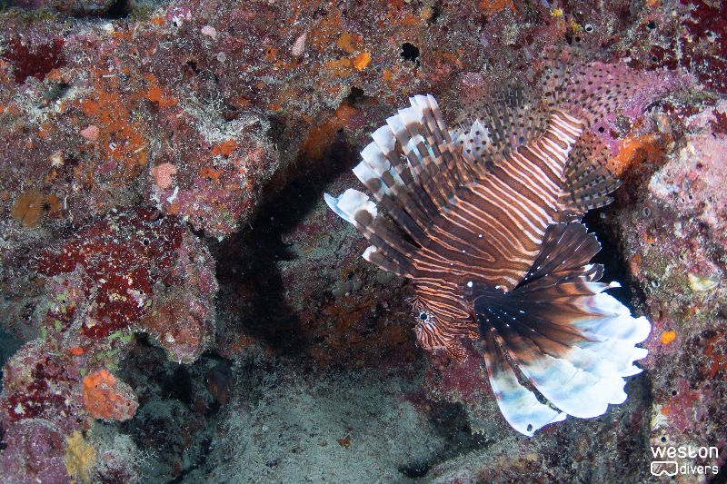 Lighthouse Ledge - Lionfish are an invasive species that can be found in this site