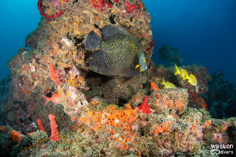 Lighthouse Ledge - A photogenic angelfish poses for the shot