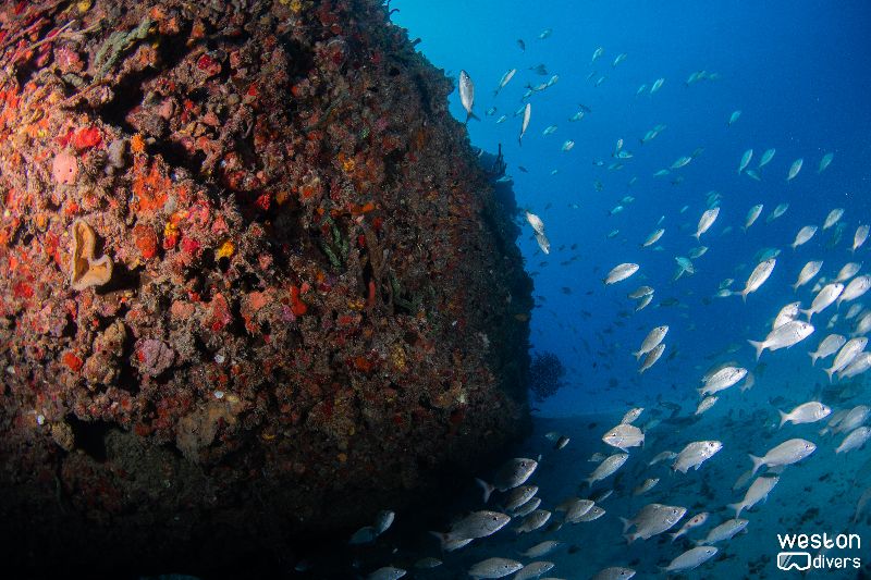 Jay Scutti - Marine life is abundant in this site