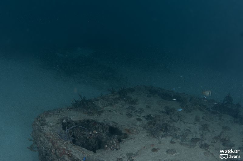Qualmann Tugs - Lemon sharks are residents in this site