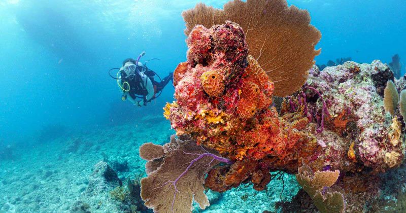 Nursery - Although shallow, Nursery offers great coral views