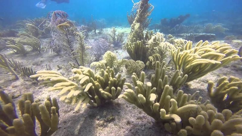 Nursery - Many corals adorn the ledges  creating shelter for smaller fish