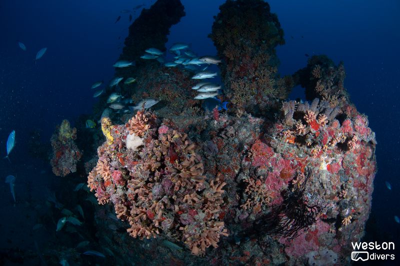 RSB-1 - Corals have colonized most of the wreck structure