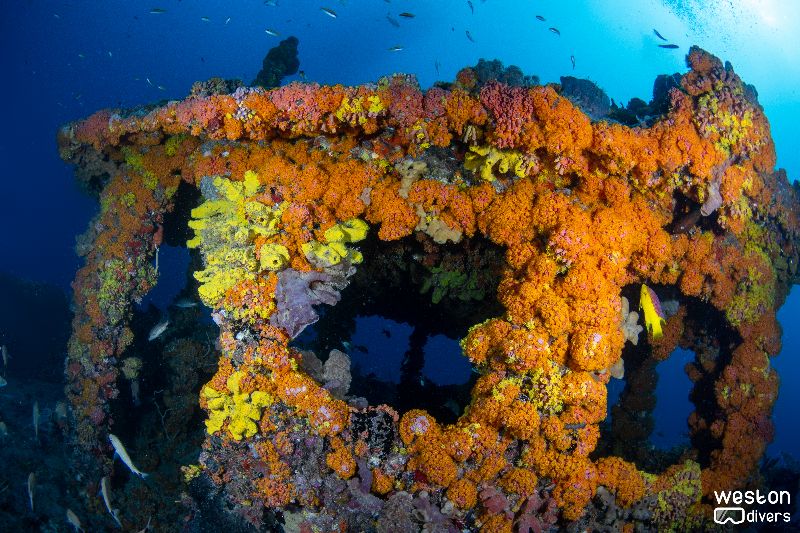 RSB-1 - Another view of the coral growth on the bridge