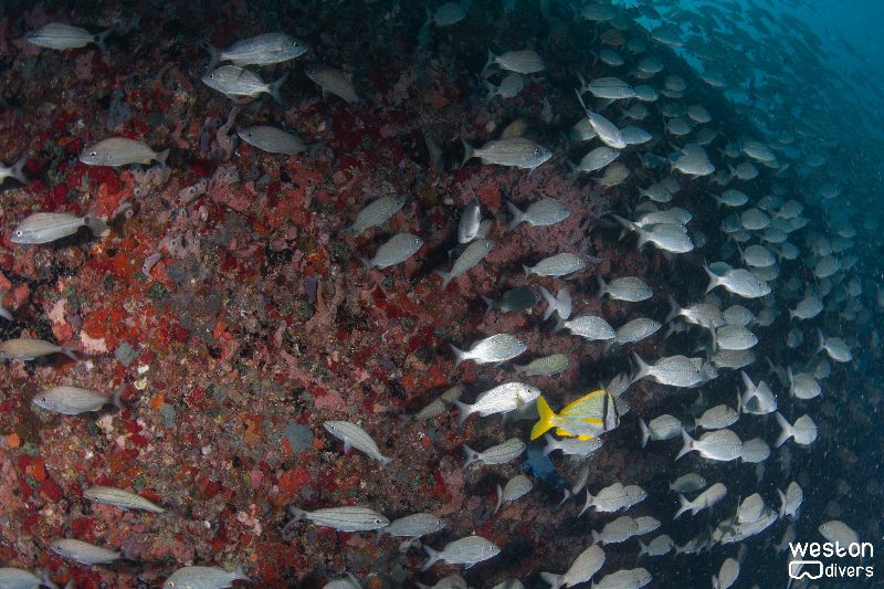 Okinawa - Marine life is abundant in the site
