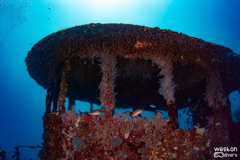Okinawa - The bridge is colonized by all type of invertebrates
