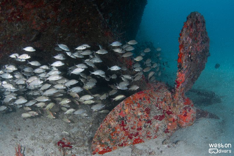 Okinawa - The propeller is intact