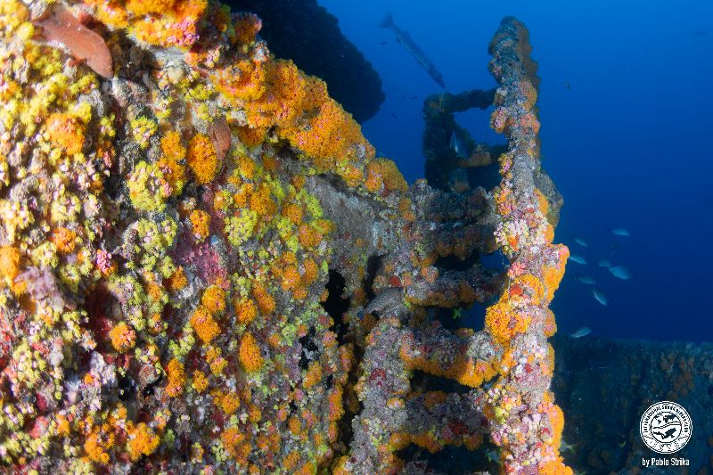 Miss Lourdes - Corals are abundant in this wreck