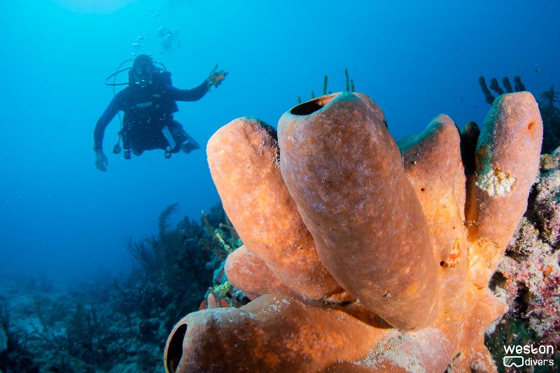 Grouper Bend - A diver poses behind a sponge
