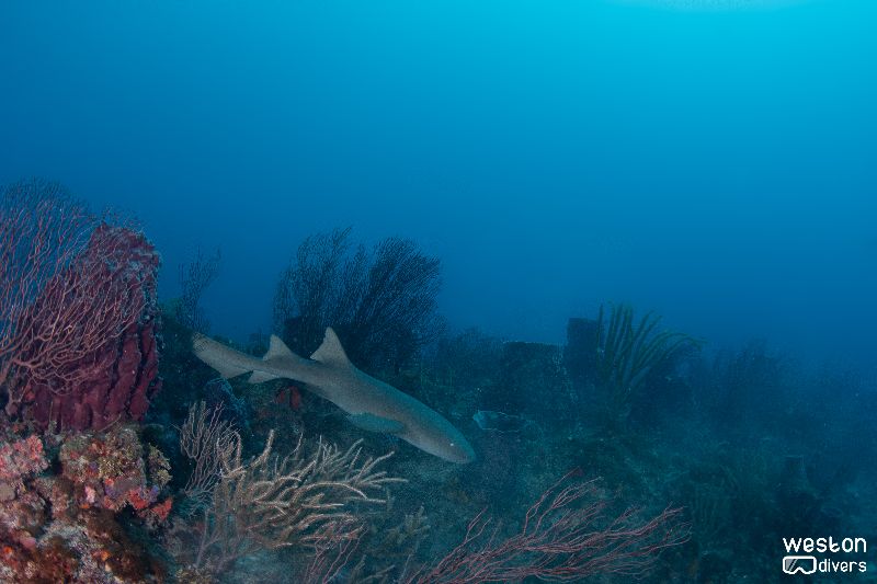 Grouper Bend - Be on the look for nurse sharks in this site!