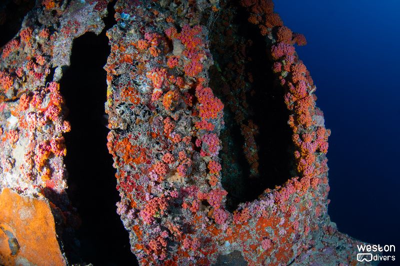 Guy Harvey - Soft and hard corals have colonized most of the wreck