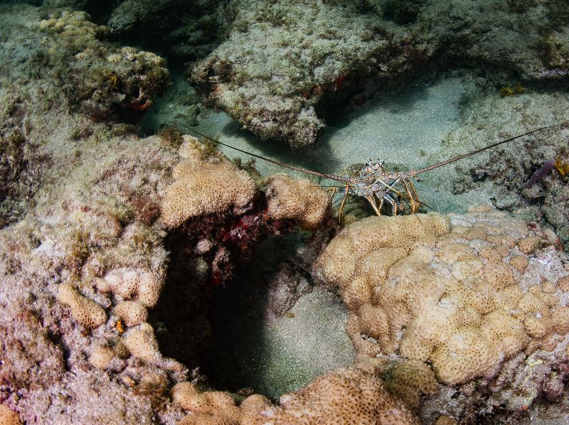 Anglin's Pier First Ledge - Lobsters are found in this site