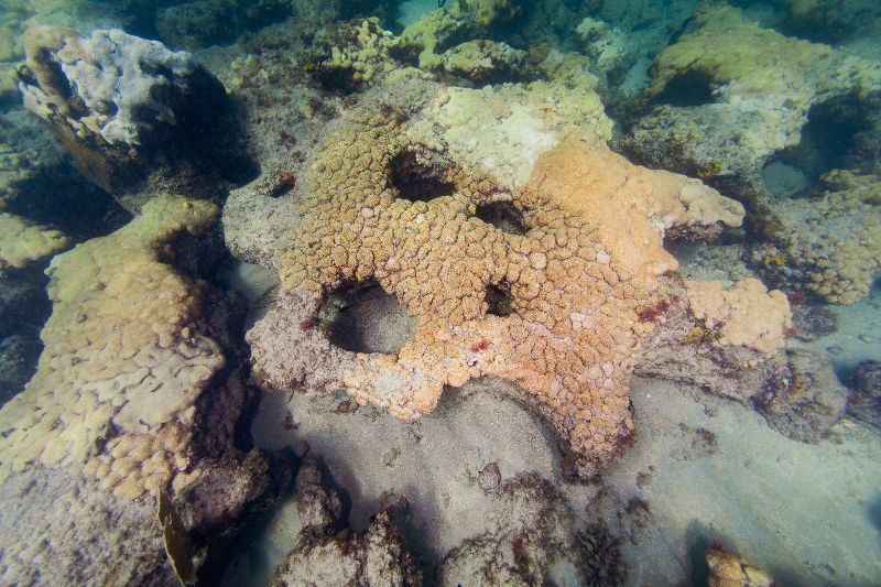 Anglin's Pier First Ledge - The reef has a "Swiss cheese" formation