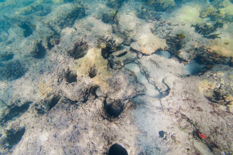 Anglin's Pier First Ledge - The coral formation makes it for a great shallow dive