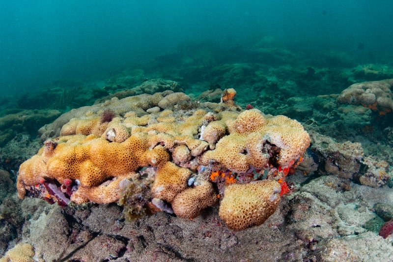 Anglin's Pier First Ledge - Corals are very alive in this site