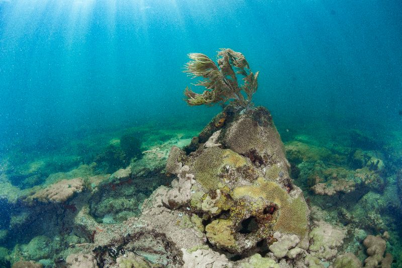 Anglin's Pier First Ledge - Soft corals are very common in this site
