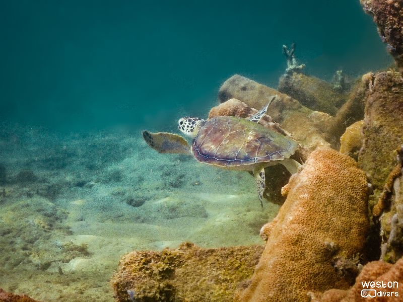 Dania Beach Erojacks - A juvenile turtle swims near the erojacks