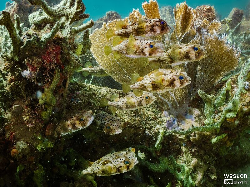 Dania Beach Erojacks - A school of pufferfish