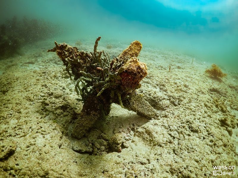 Dania Beach Erojacks - There are some isolated erojacks on the south part