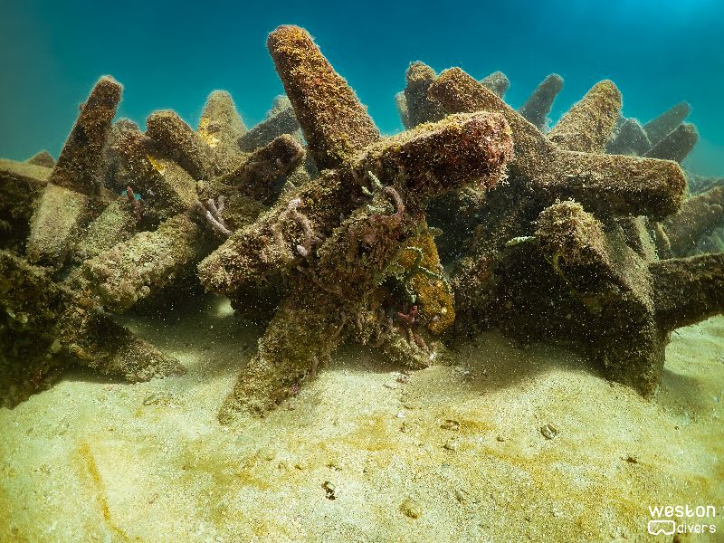 Dania Beach Erojacks - The erojack structure provides excellent habitat for all kind of species