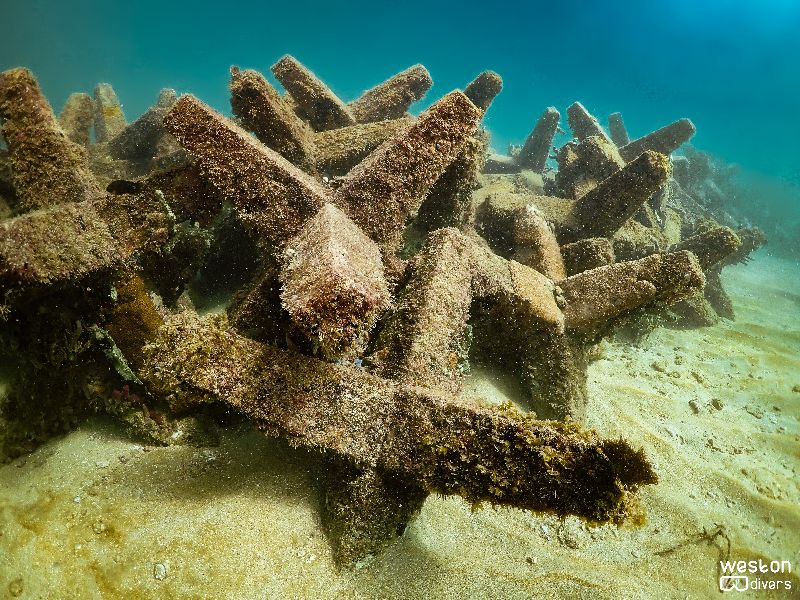 Dania Beach Erojacks - Soft and hard corals are abundant in this shallow site