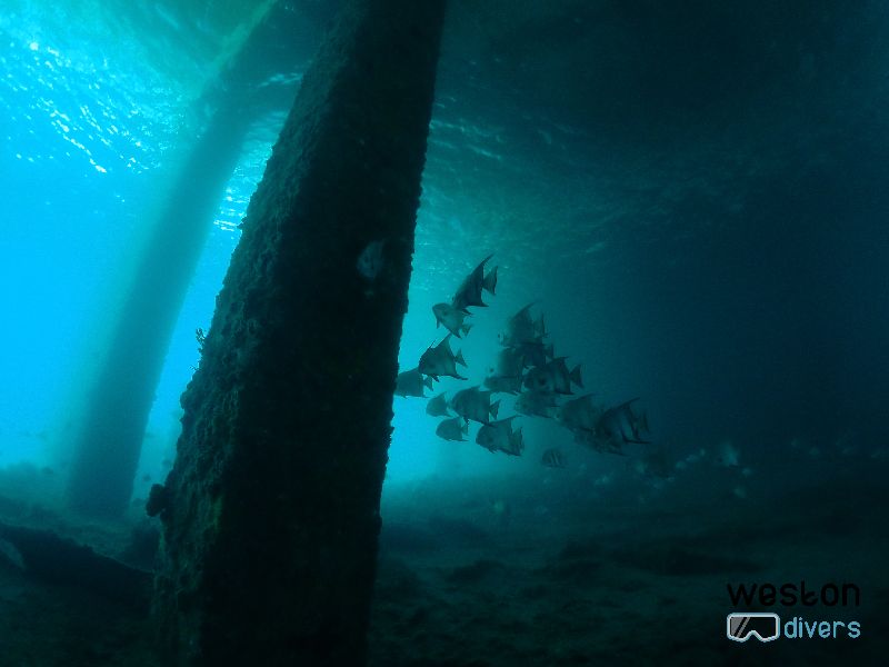 Blue Heron Bridge - A school of Atlantic spadefish under the bridge