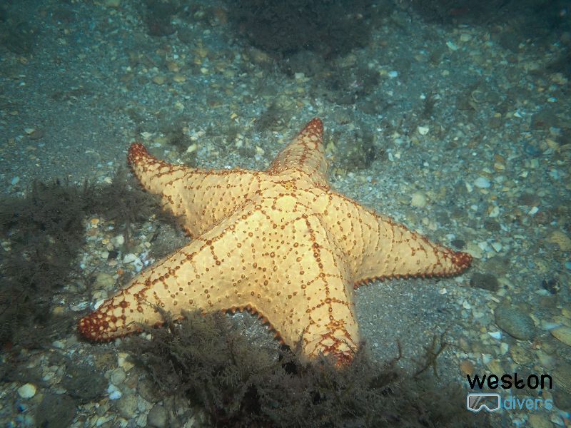 Blue Heron Bridge - Red cushion starfish are common residents here