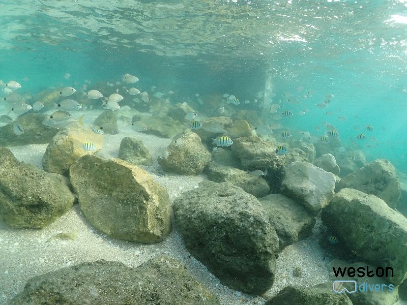 Blue Heron Bridge - Even the shallow waters are full of life