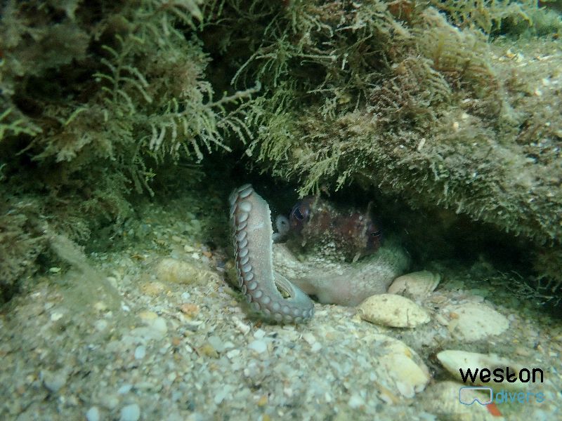 Blue Heron Bridge - An octopus hides during daytime