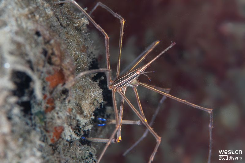 Blue Heron Bridge - An arrow crab hanging in there