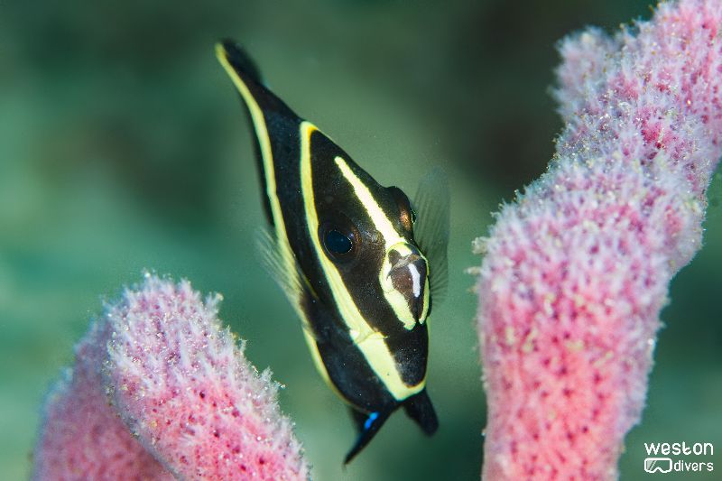 Blue Heron Bridge - A juvenile angelfish