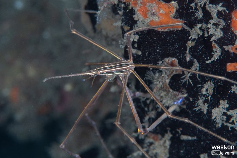 Blue Heron Bridge - An arrow crab looking for food